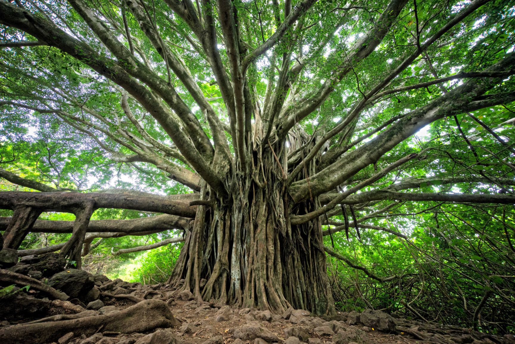 非洲 性质 旅行 坦桑尼亚 树图片下载 - 觅知网