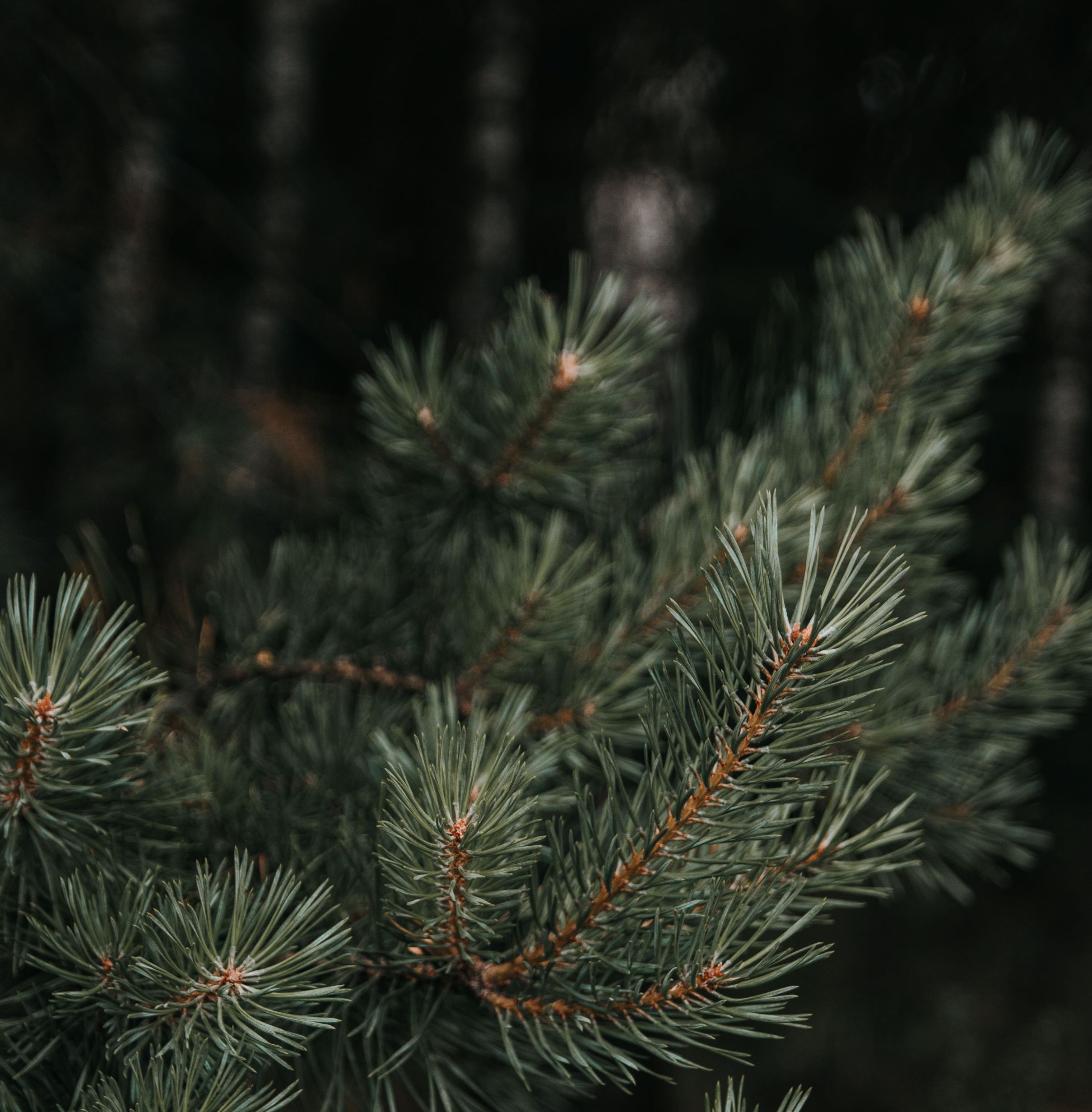 Don't Get Your Christmas Tree This Weekend! New Oxford Review